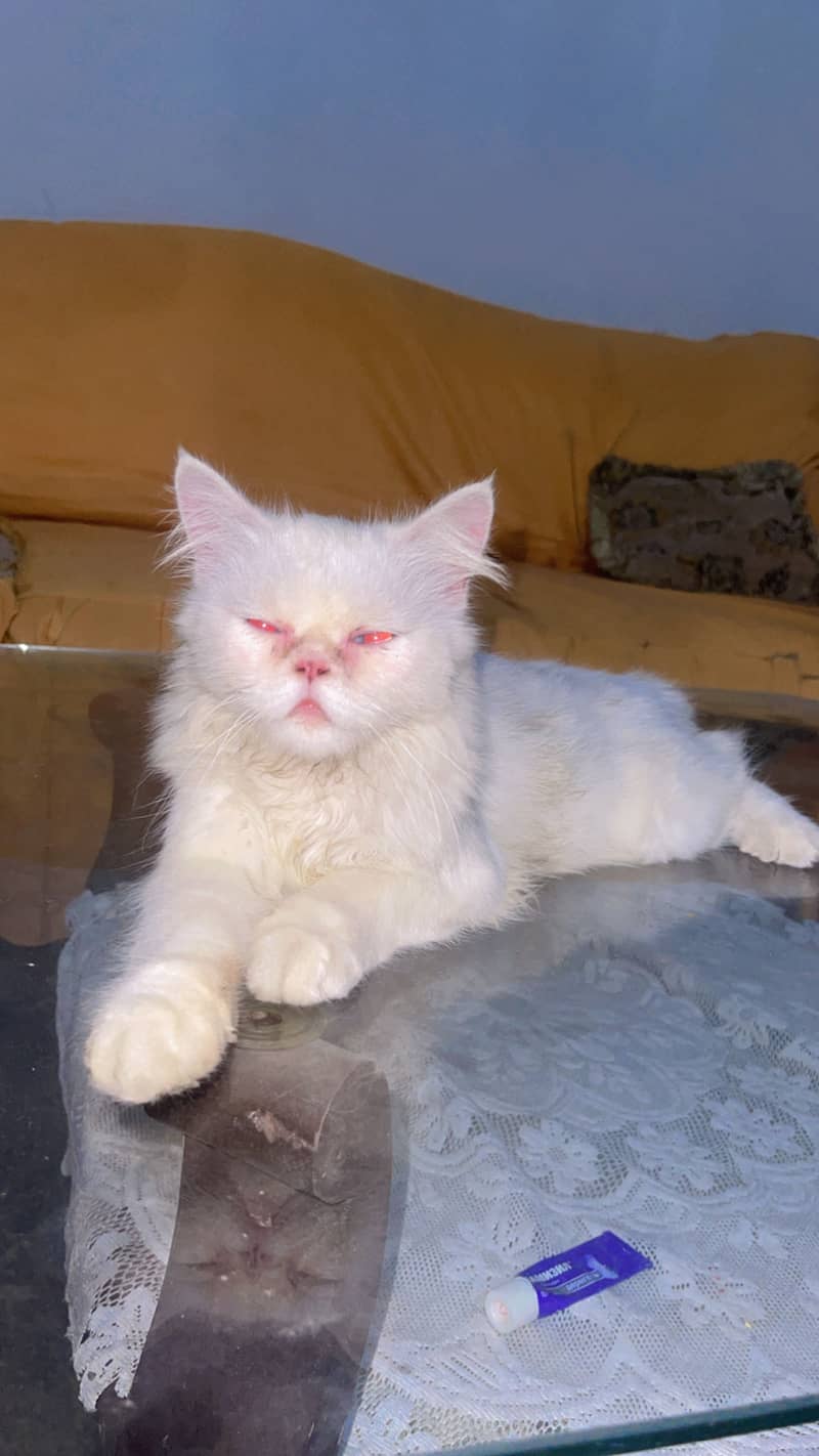 persian cat 1