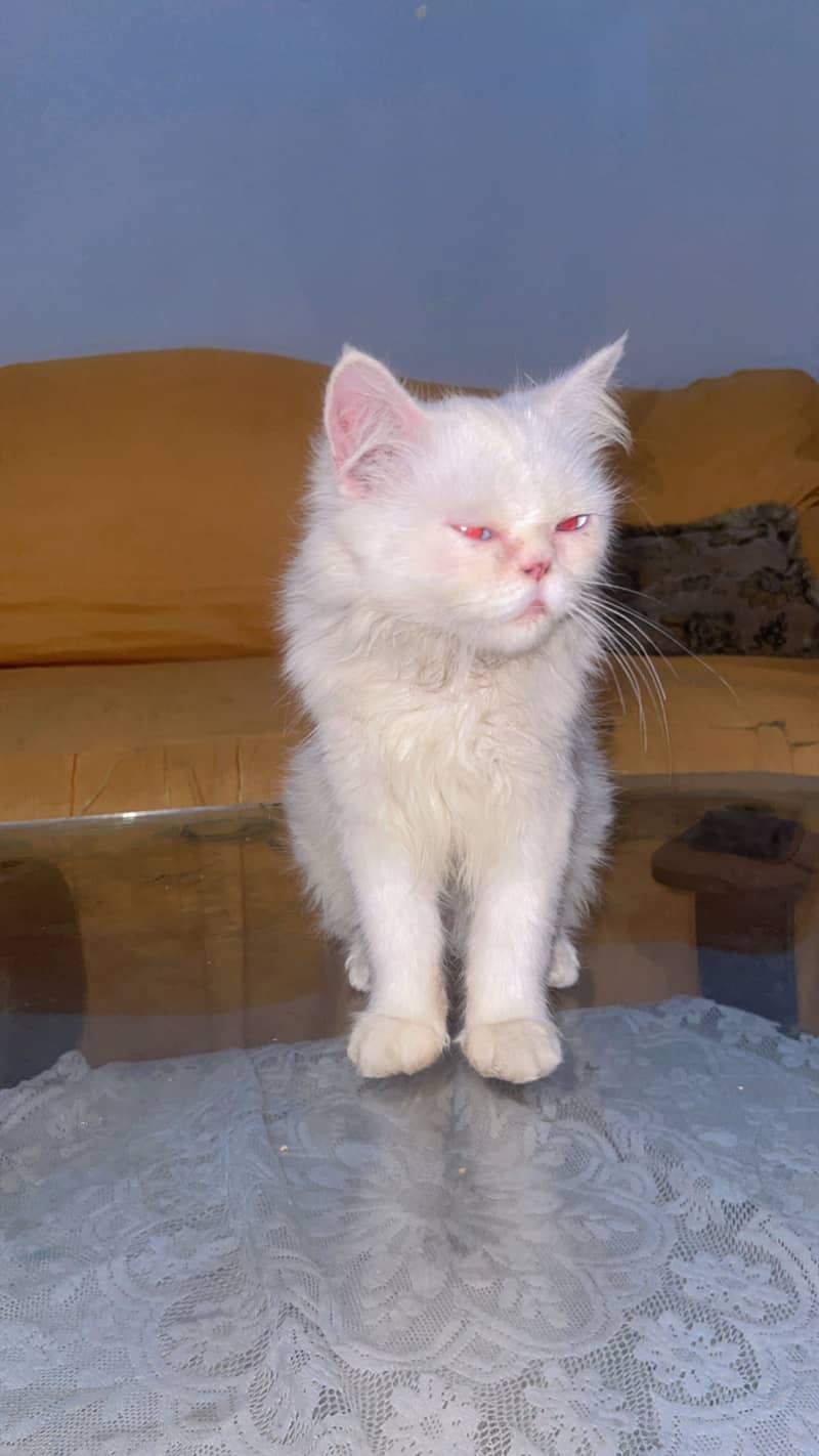 persian cat 2