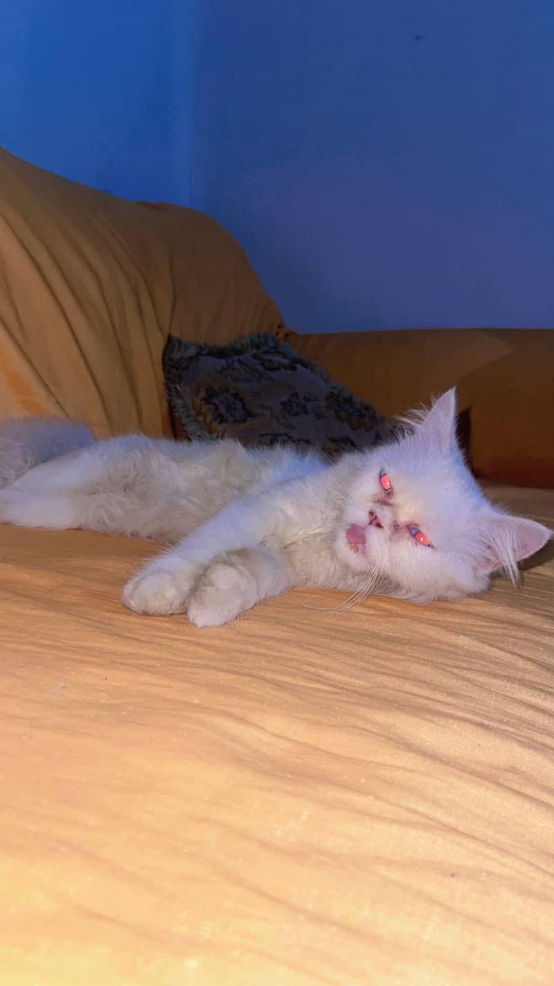 persian cat 3