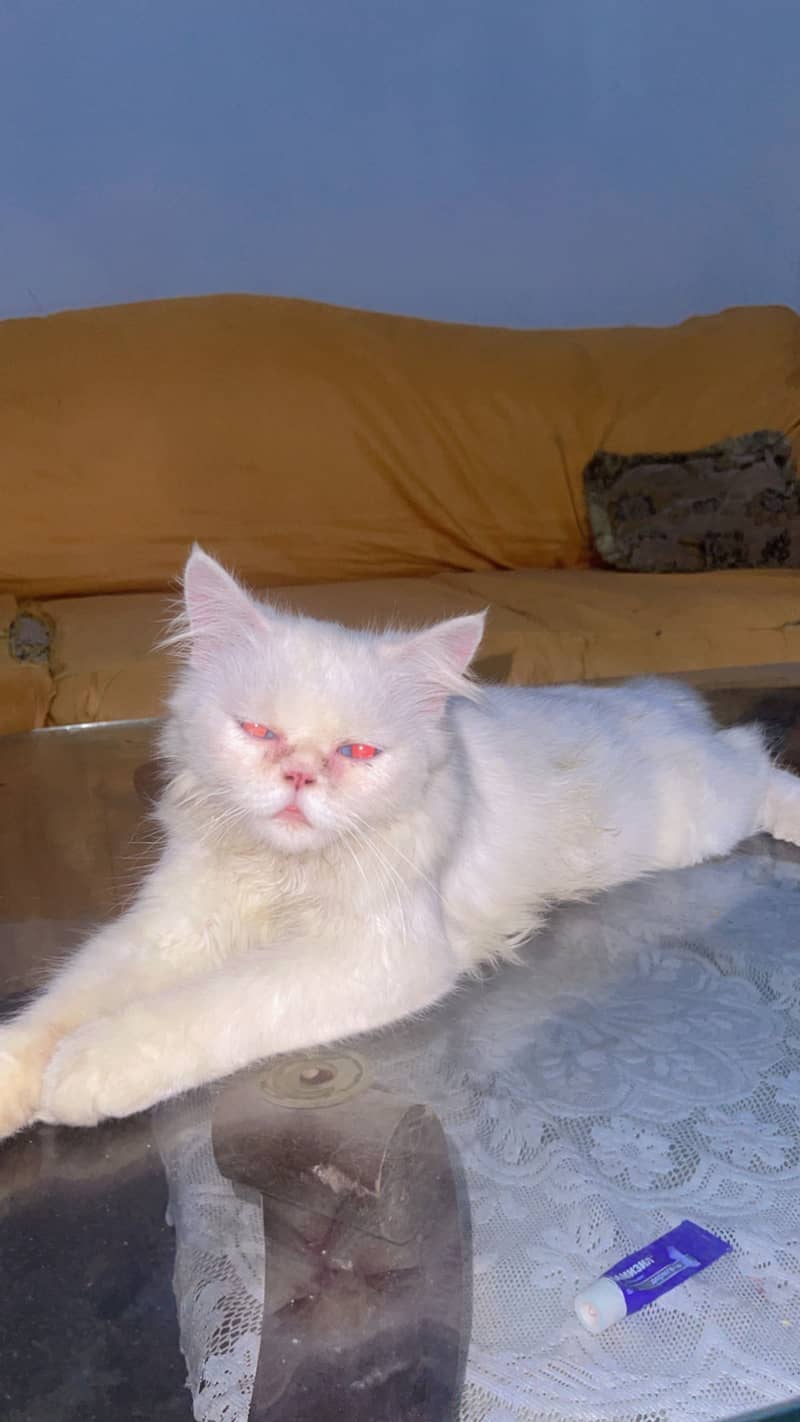 persian cat 4