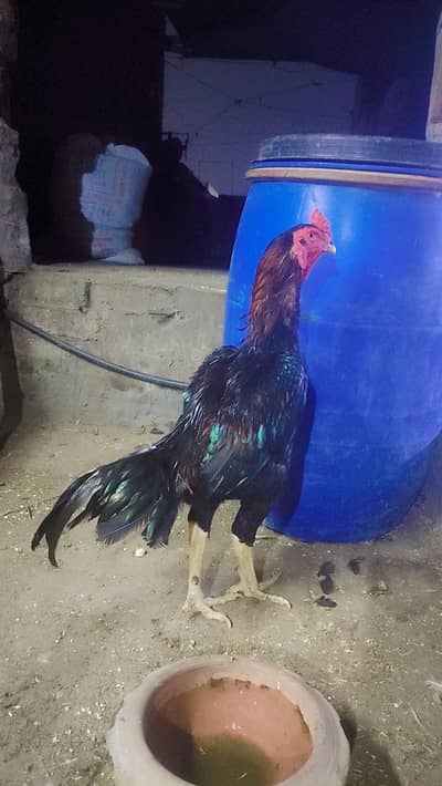 black shamo male