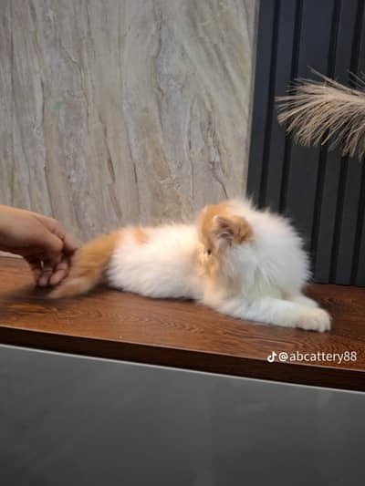 Persian kitten triple cot. for sale WhatsApp my 03476326175