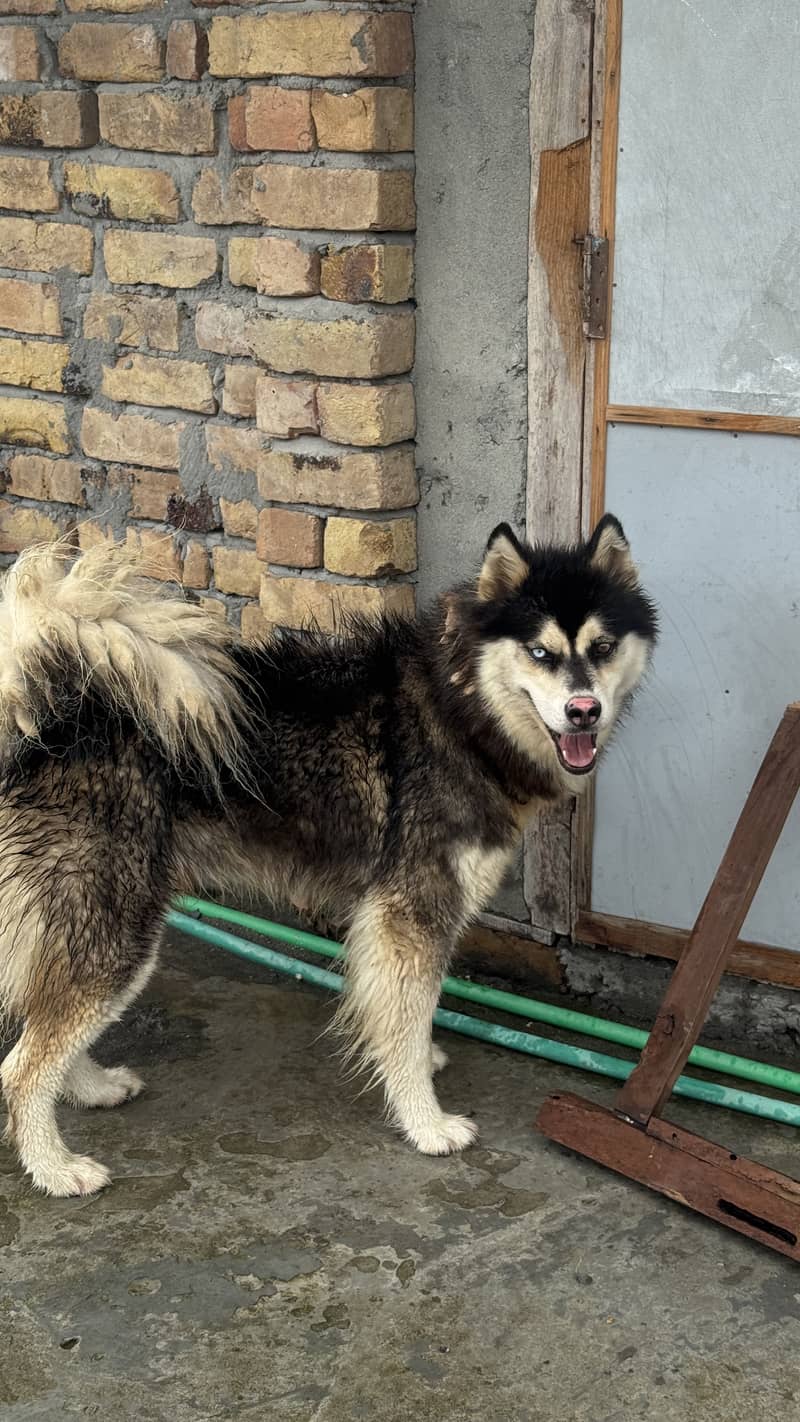 Huskey 2