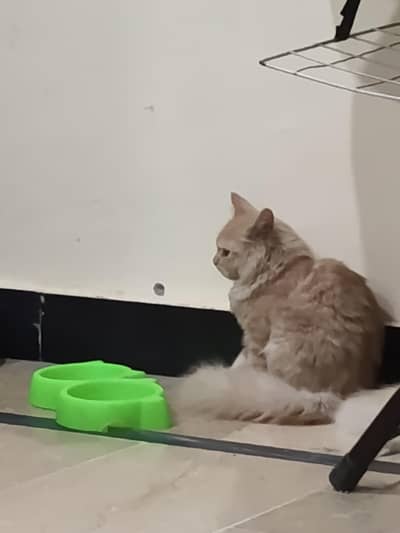 Persian Punch Face