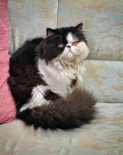 PEKE/PEKI/PIKI FOR STUD/MATING.