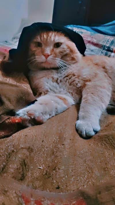 cat for sale