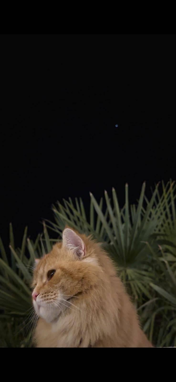 Pair cat 1