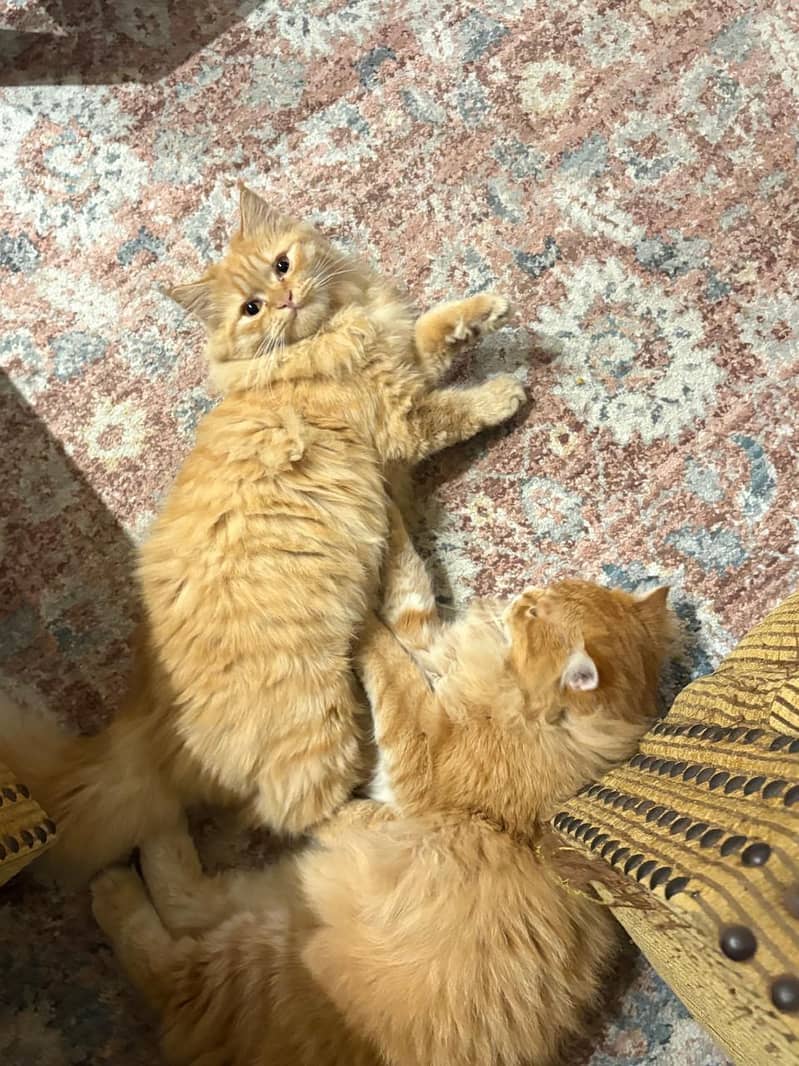 Pair cat 4