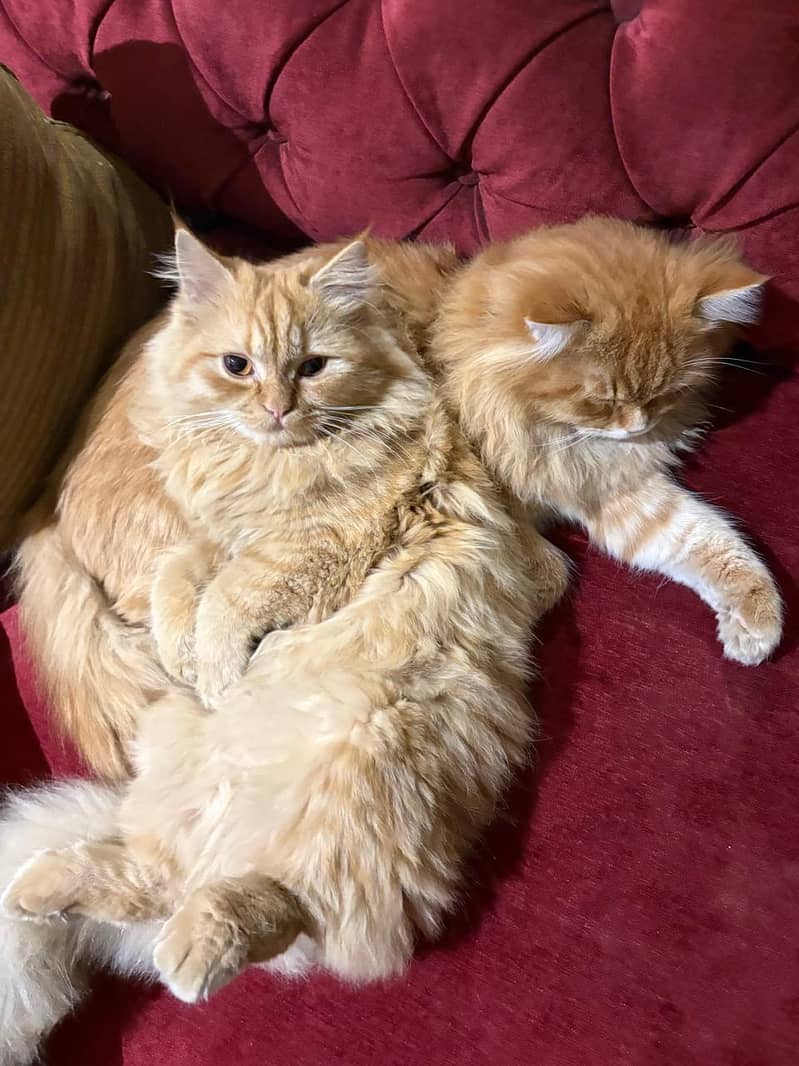 Pair cat 5