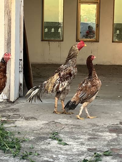 breeder mafi