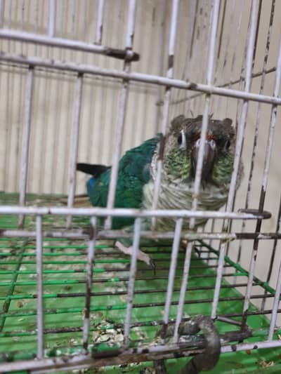Turquoise conure