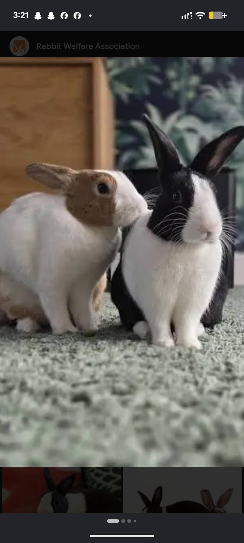 rabbit pair 0
