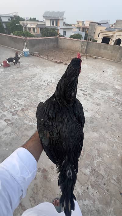 Highy qualitu breeder