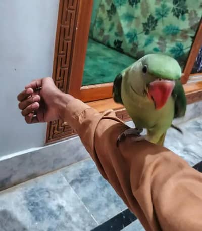 Kashmiri Raw Patha Hand Team
