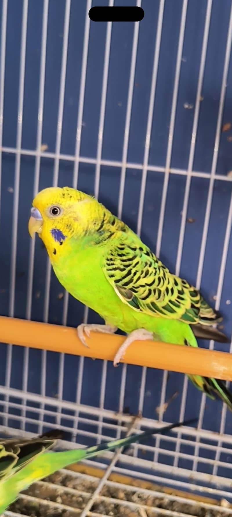 budgie 1