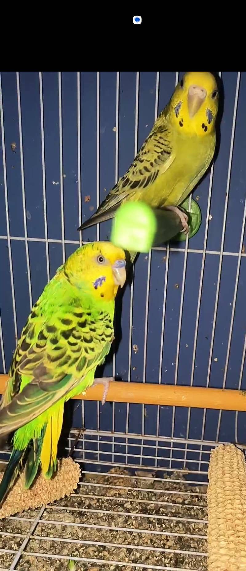 budgie 2