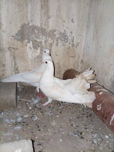 White Pigeon