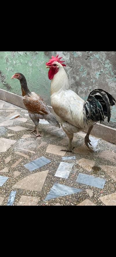 good and beautiful hen and cock whichlayed egg
