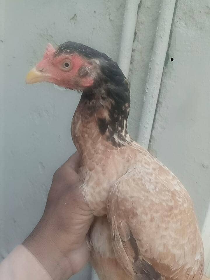 rawalpindi 0