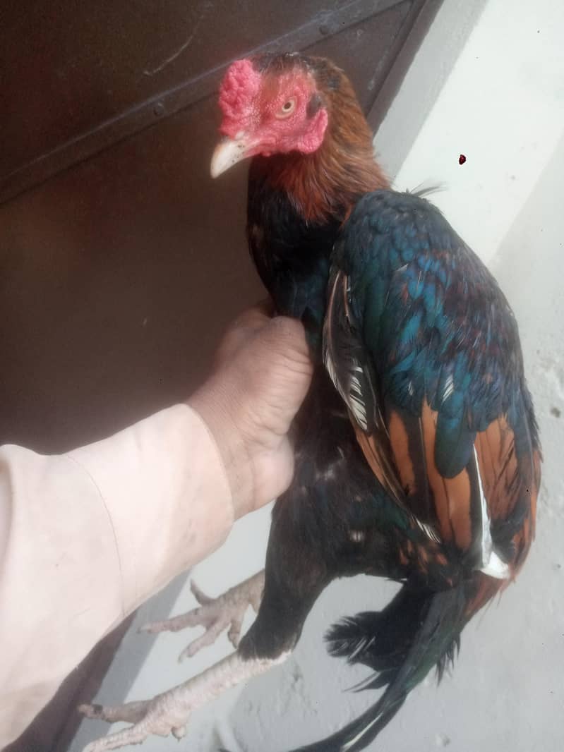 rawalpindi 5