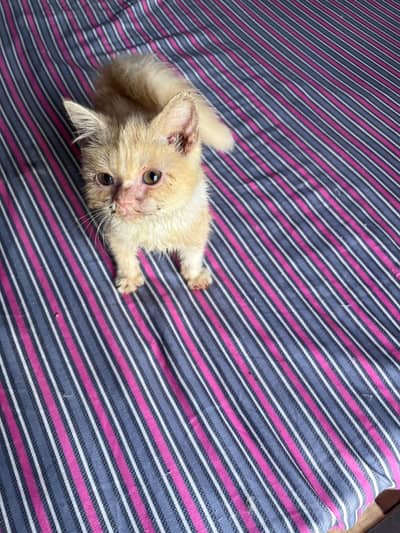 Persian cat