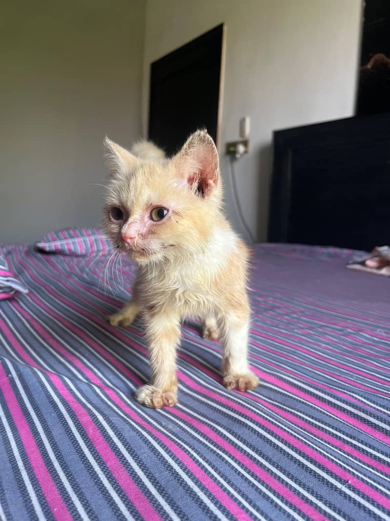 Persian cat 1