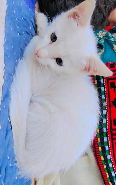 Pure Persian blue eyes white cat