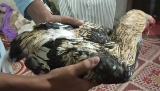 Aseel miyawali cock