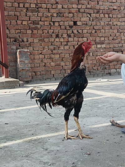 murga and murgi sale