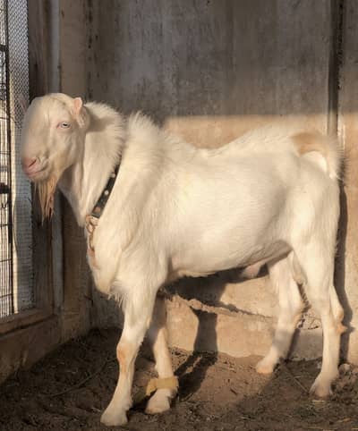 Tedda breeder