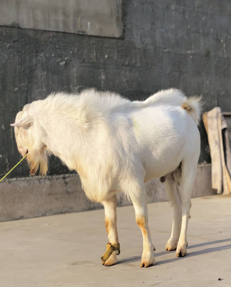 Tedda breeder 1