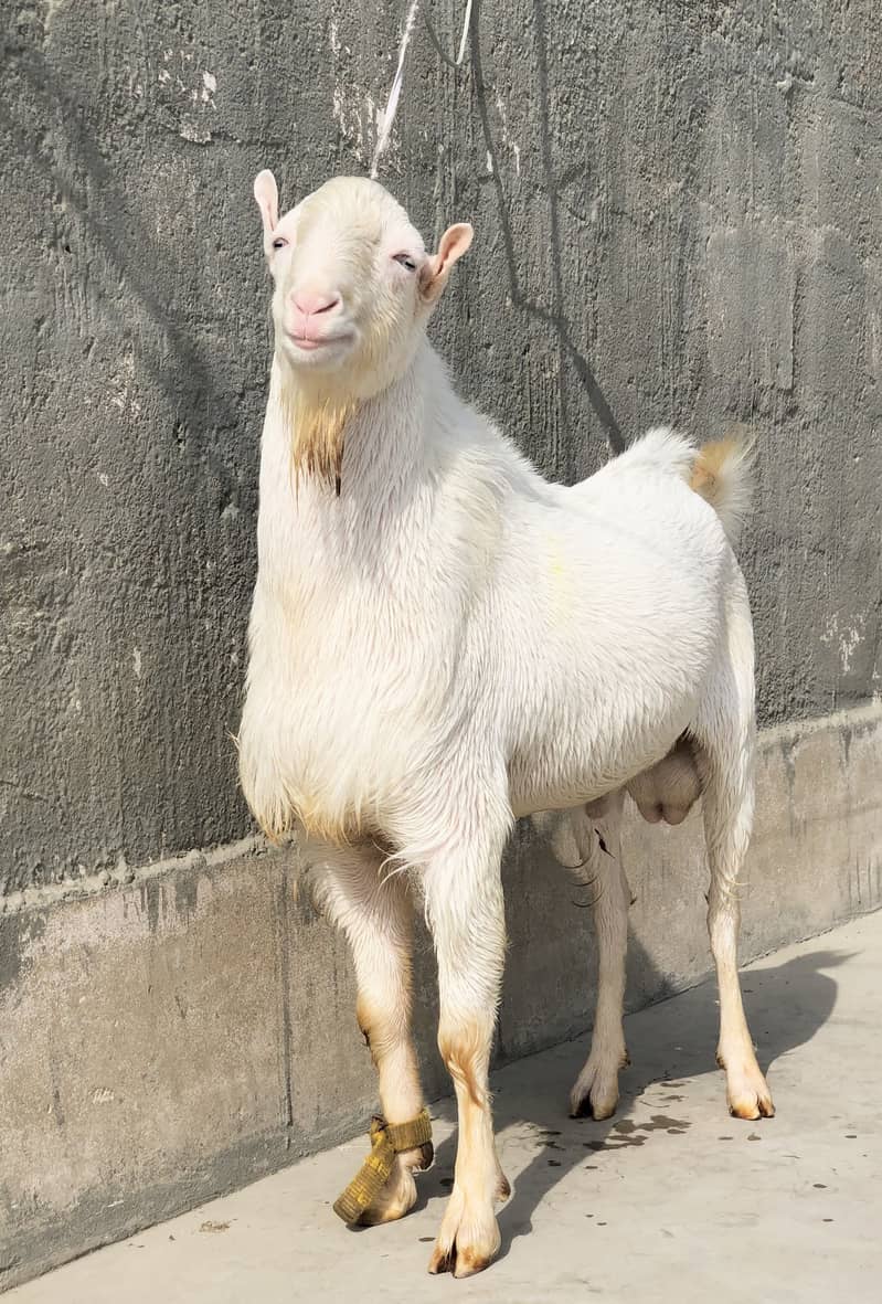 Tedda breeder 3