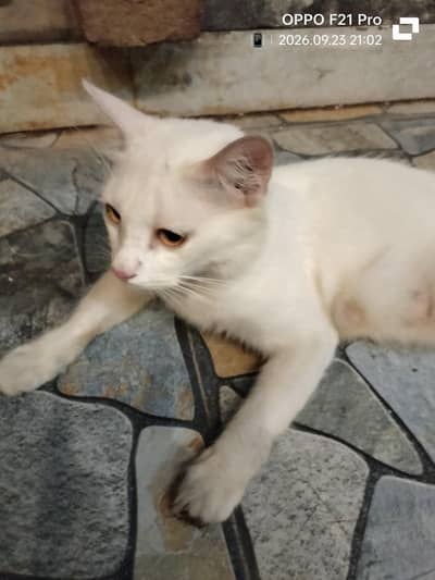 full white Persian cat