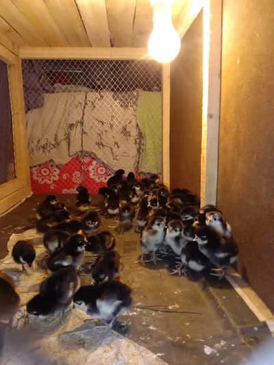 Day Old Black Australorp Chicks For Sale 300