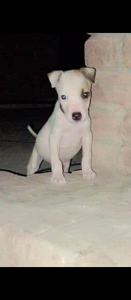 Gultair puppy