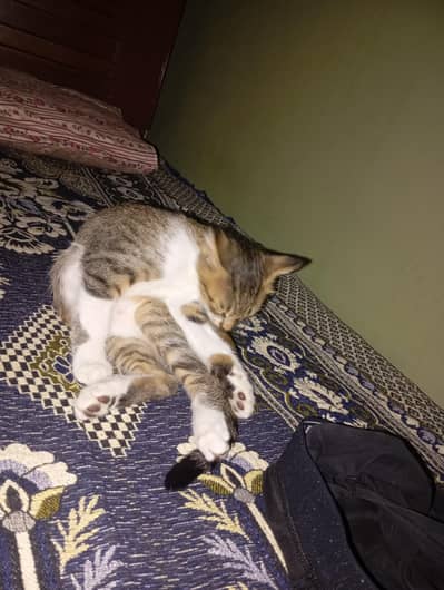 cat Persian cross
