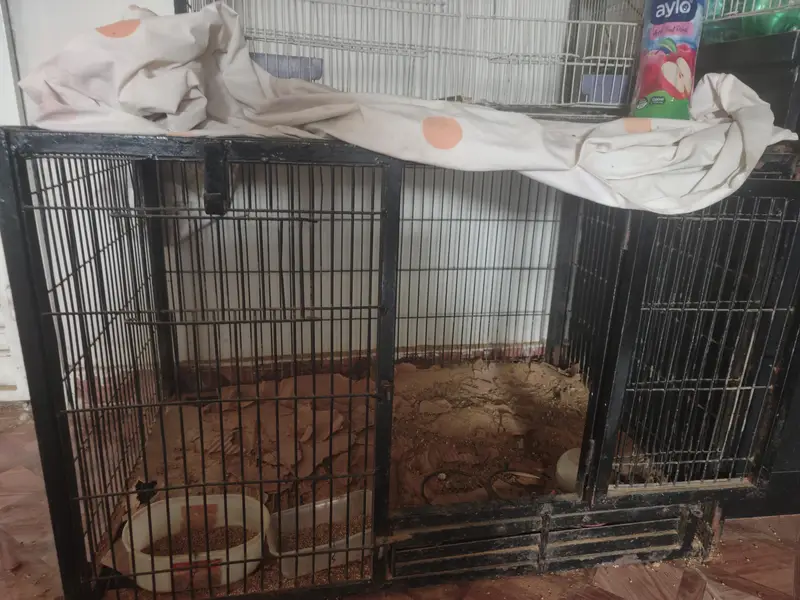 Cages Double story n Folding Heavy Metal rod cage — photo 6