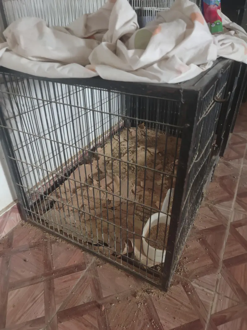 Cages Double story n Folding Heavy Metal rod cage — photo 7