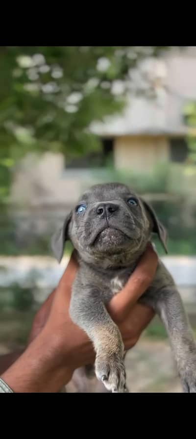 For sAle Good DOg