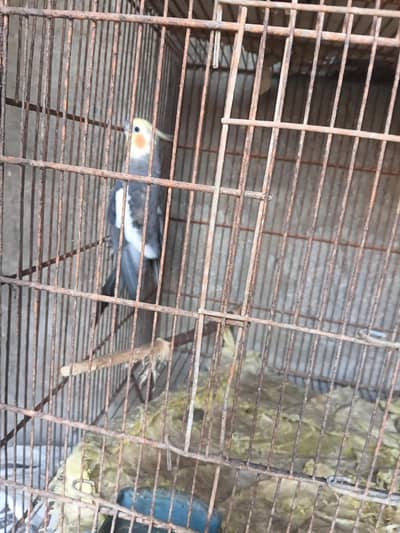 cocktail male
