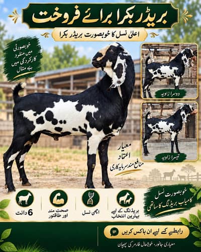 Premium Breeder Bakra For Sale | 6 Dant Khoobsurat Nasal Ka Bakra