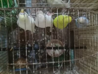 urgent sale Australian parrots