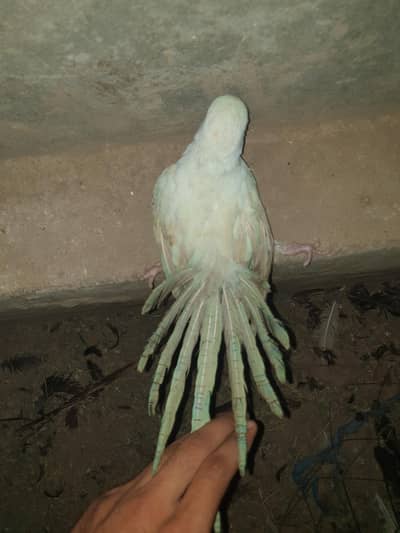 White parrot forsale