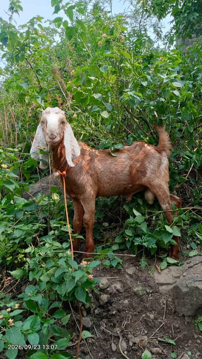 Bakra