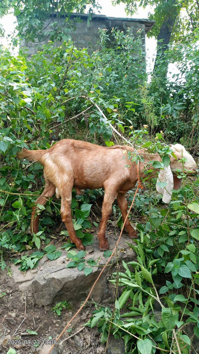 Bakra 1