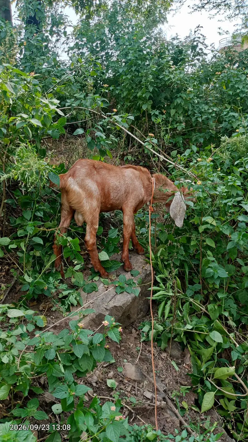 Bakra — photo 3