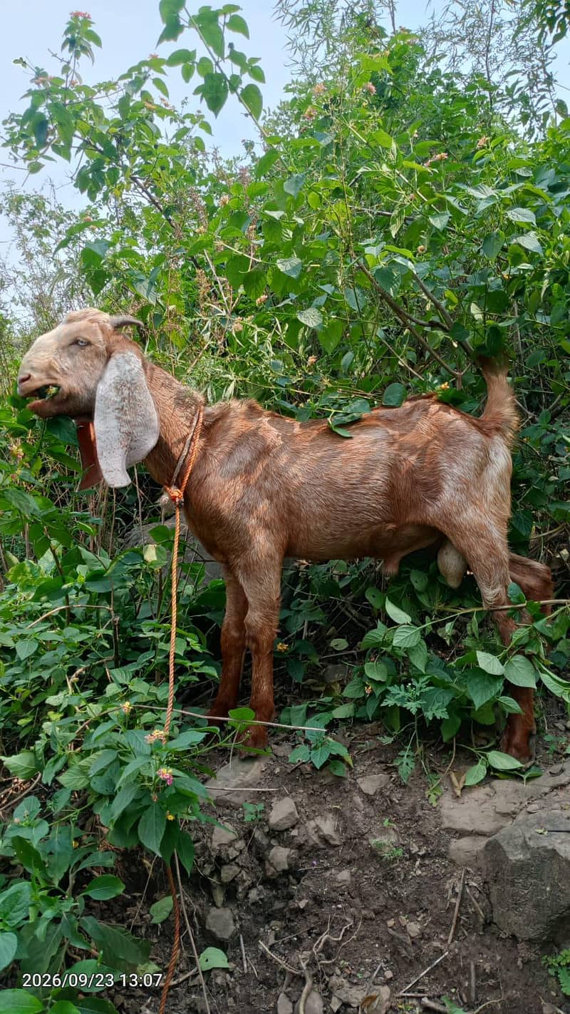 Bakra 4