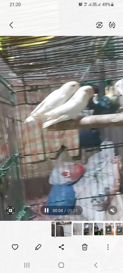love birds and egg laying hens