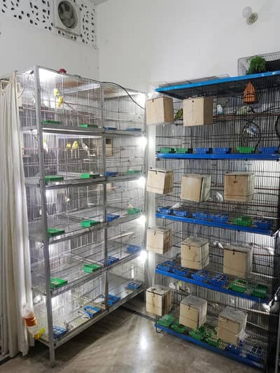 golden finch 11pair java 12pair finch 2pair for sale with cage