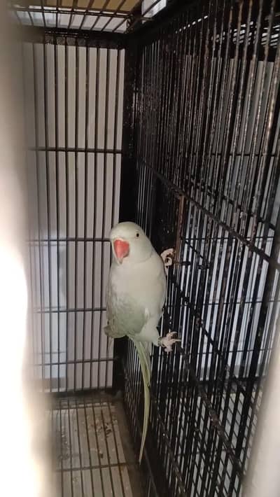 light Blue parrot